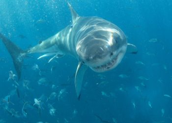 Food Blogger in China Who Cooked and Ate Great White Shark Is Fined $18,500