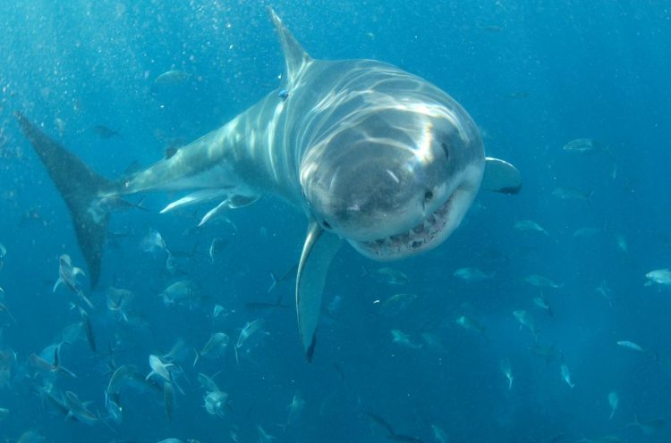 Food Blogger in China Who Cooked and Ate Great White Shark Is Fined $18,500
