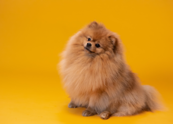 5 Simple Steps to Start a Dog Blog in 2023 & 5 Inspiring Examples