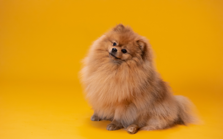 5 Simple Steps to Start a Dog Blog in 2023 & 5 Inspiring Examples