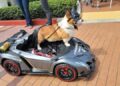 Cars, Coffee and Canines at Sound OC Cars and Coffee