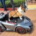 Cars, Coffee and Canines at Sound OC Cars and Coffee
