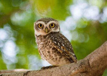 A Questionable Way to Earn Money Answering Questions