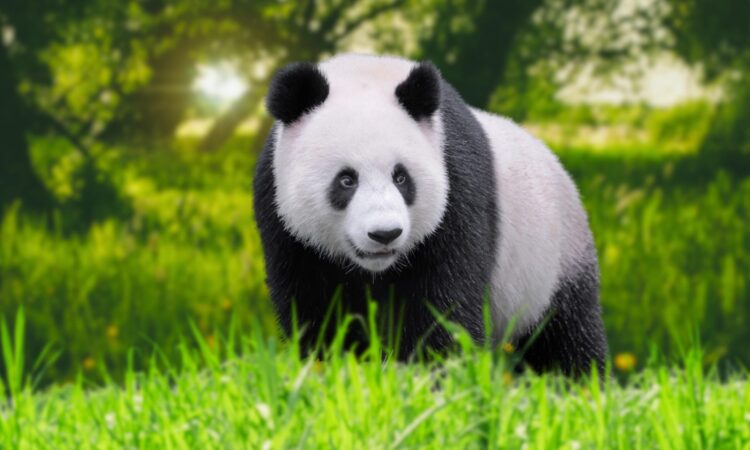 4 Ways Hong Kong Is Creating the “Panda Economy”