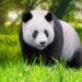 4 Ways Hong Kong Is Creating the “Panda Economy”