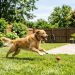 Earn $1000+ Renting Your Backyard for Money (Use These Apps…)